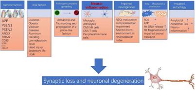 Alzheimer’s Disease: From Pathogenesis to Mesenchymal Stem Cell Therapy – Bridging the Missing Link